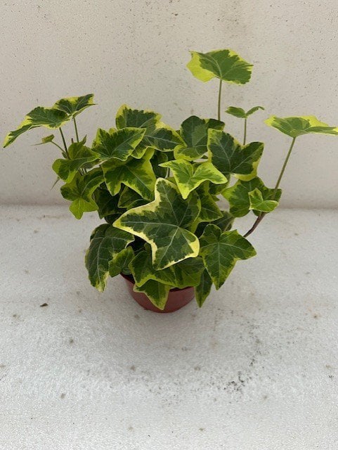 Photo for Hedera helix 'Gold Child' (Gold Child Ivy )