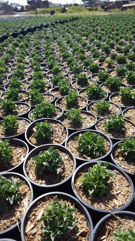 Photo for Erigeron glaucus 'Sea Breeze' (Seaside Daisy)