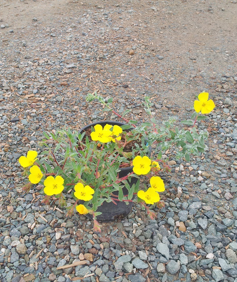 Photo for Camissonia cheiranthifolia (Beach Primrose)