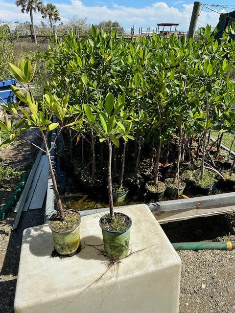 Photo for Rhizophora mangle (Red Mangrove)