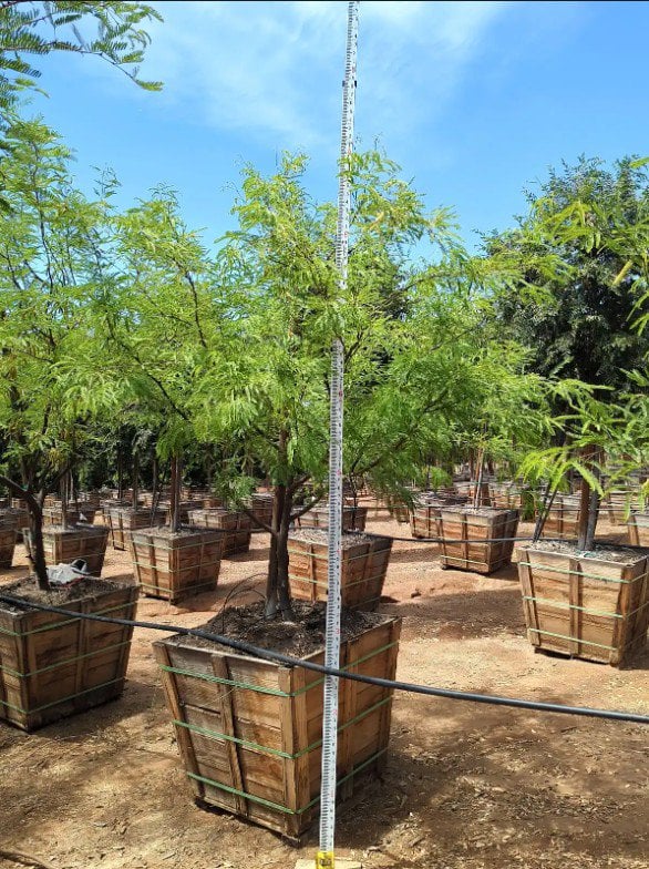 Photo for Prosopis glandulosa (Honey Mesquite, Texas Mesquite)