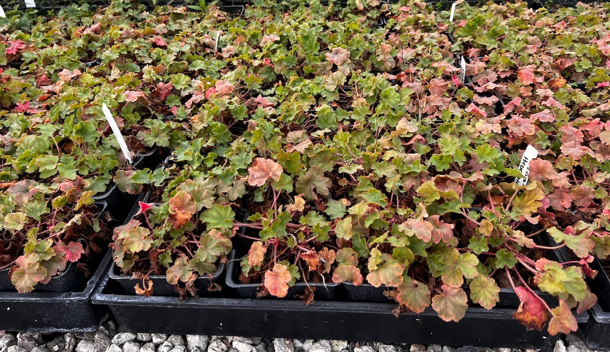 Photo for Heuchera 'Old La Rochette' (Old La Rochette Coral Bells)