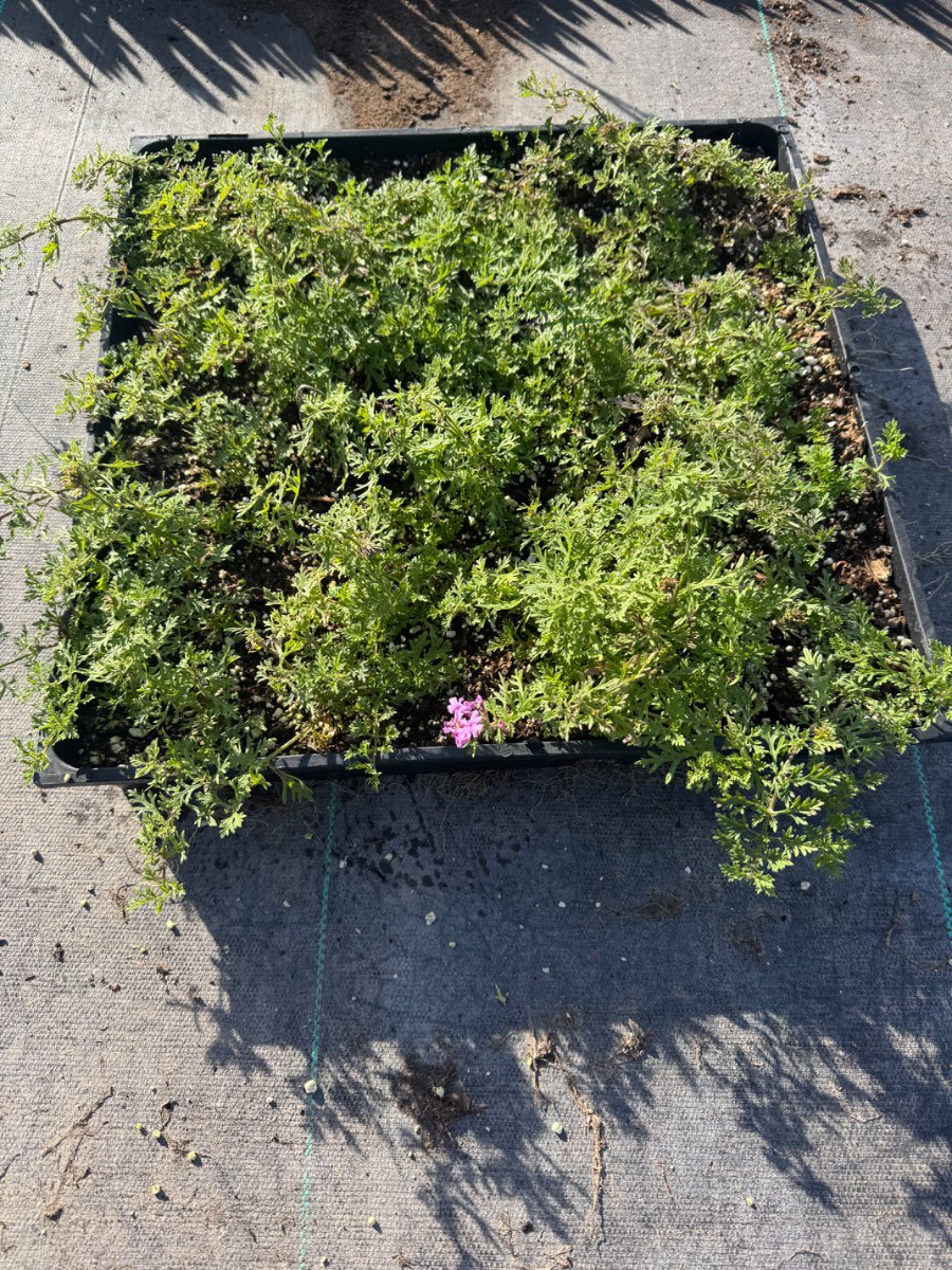 Photo for Verbena rigida (Prairie Verbena, Sandpaper Verbena)