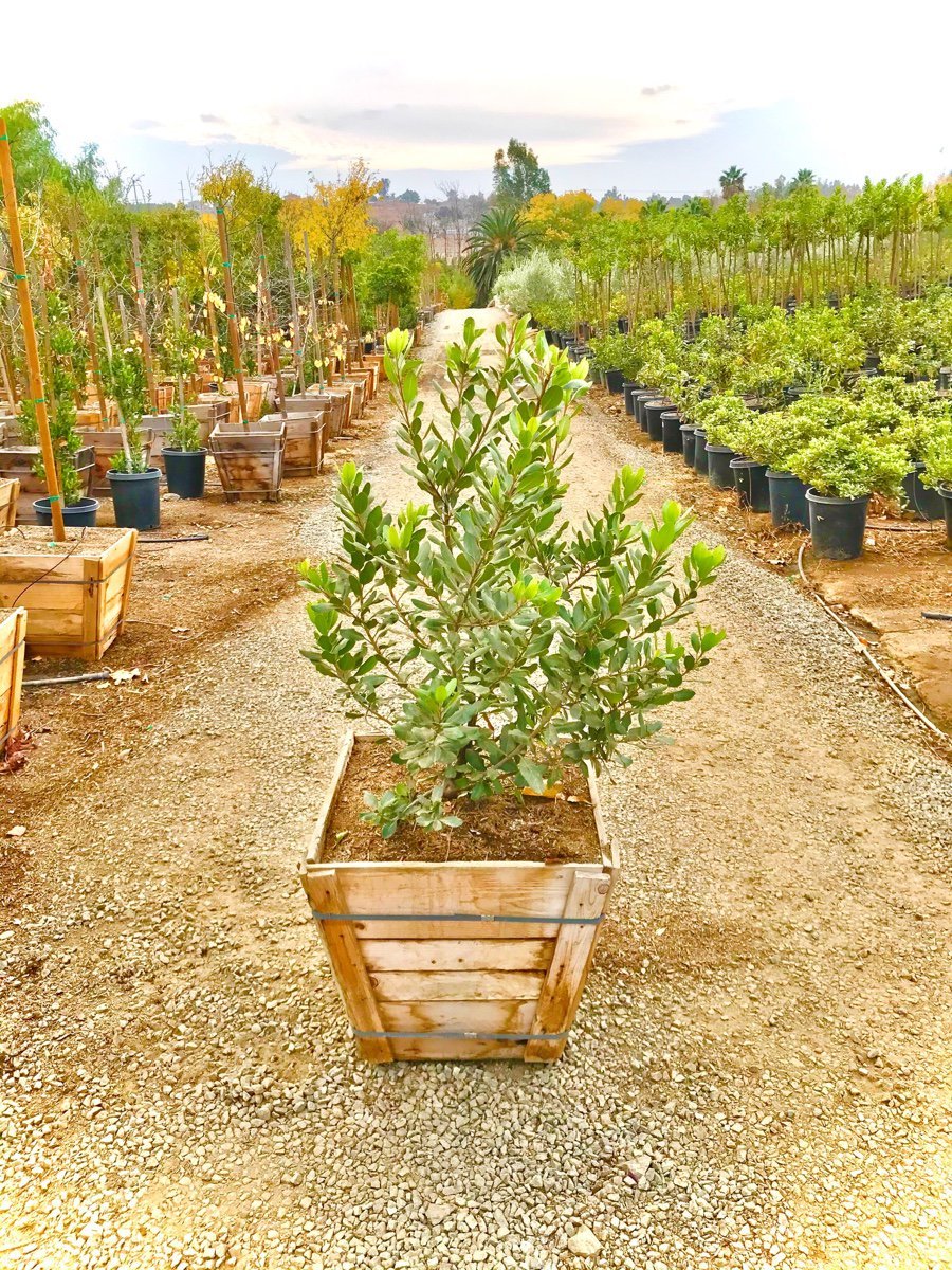 Photo for Heteromeles arbutifolia (Multi) (Toyon)