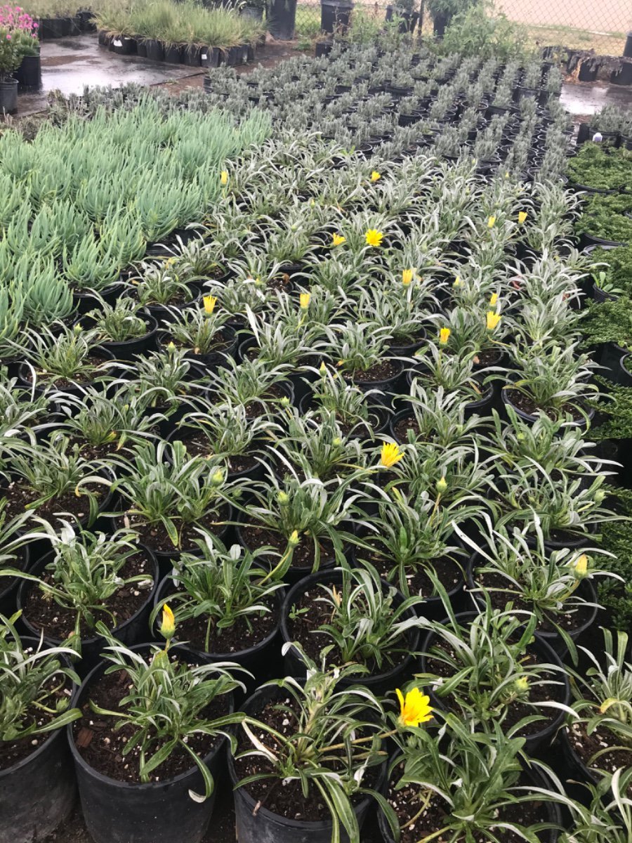 Photo for Gazania 'Sunburst Yellow' (Sunburst Yellow Trailing Gazania)