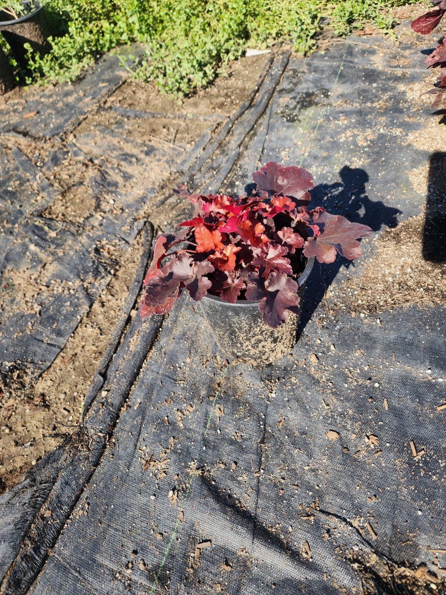 Photo for Heuchera x 'TNHEUFR' (Forever Red Heuchera)