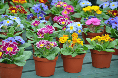 Colorful potted annual flowers.