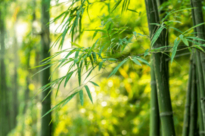 Close up of bamboo leaves and stalks with bamboo forest in background.