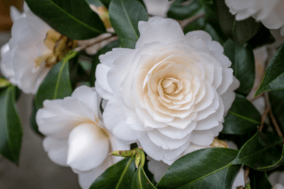 Close up of a white camellia flower with geometric pattern.