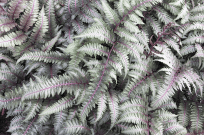 Gray fern leaves covering each other.