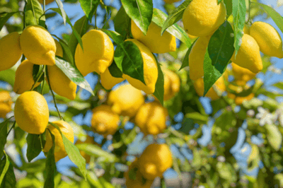 Yellow lemons hanging from lemon tree branches.