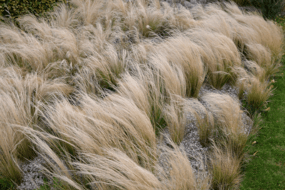 Wispy grasses blowing in the wind.