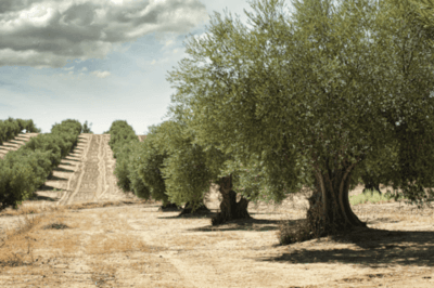 Rows of large olive trees along a dirt road under a gray sky.