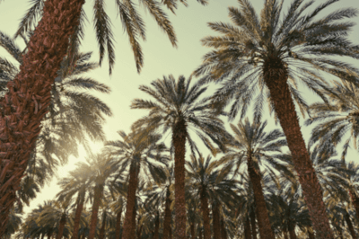 Rows of palm trees and fronds viewed from below with the sun shining through.