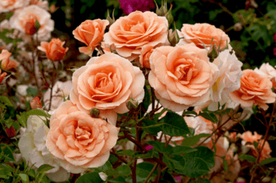A bunch of pink roses in bloom.