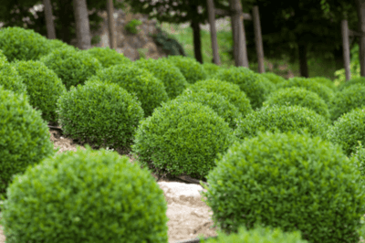 A cluster of round green shrubs.