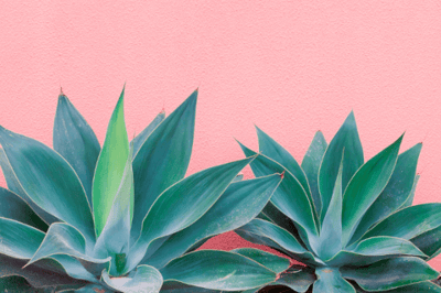 Blue green succulent spread out in front of a pink wall.