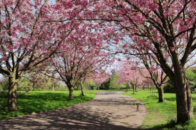 Cherry blossom trees in bloom along a dirt path and grass.