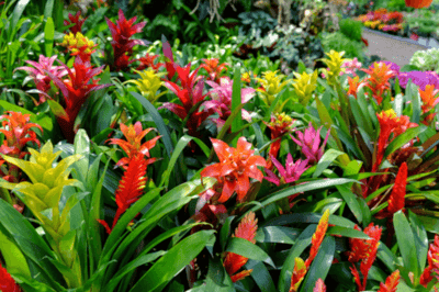 Exotic tropical plants with a variety of colors.