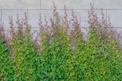 Green vines climbing up a gray brick wall.