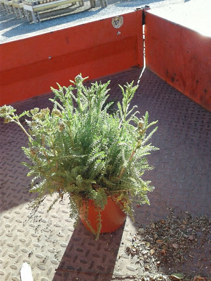 Photo for Achillea 'Paprika' (Paprika Yarrow)