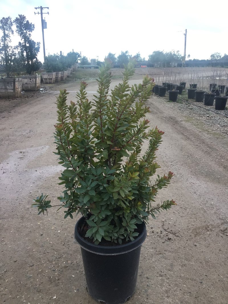 Photo for Arbutus unedo ‘Compacta’ (Dwarf Strawberry Tree)
