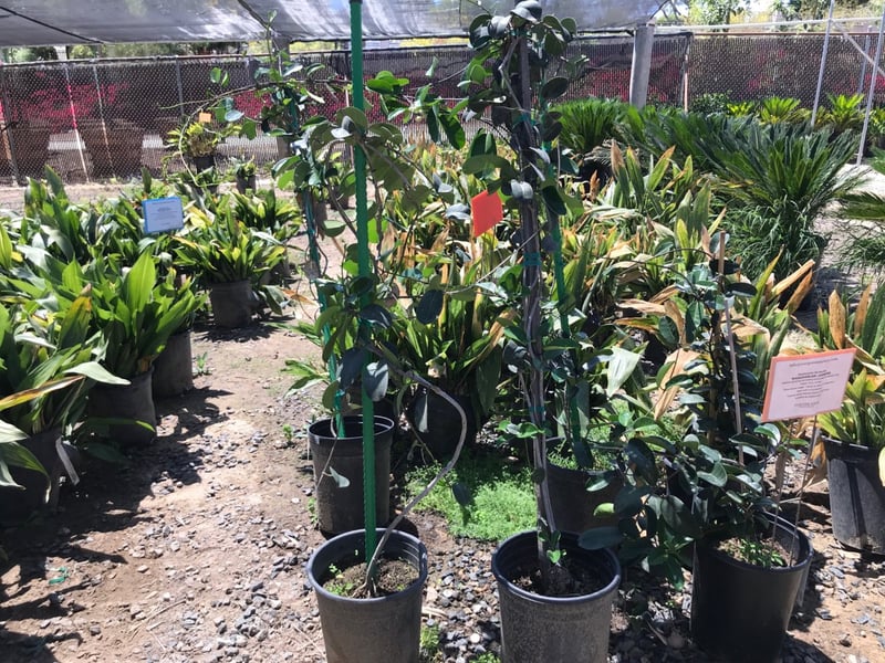 Photo for Stephanotis floribunda (Madagascar Jasmine)