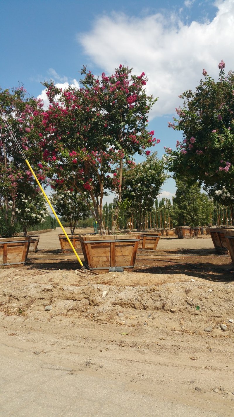 Photo for Lagerstroemia indica 'Red' (Multi) (Red Crape Myrtle (any variety))