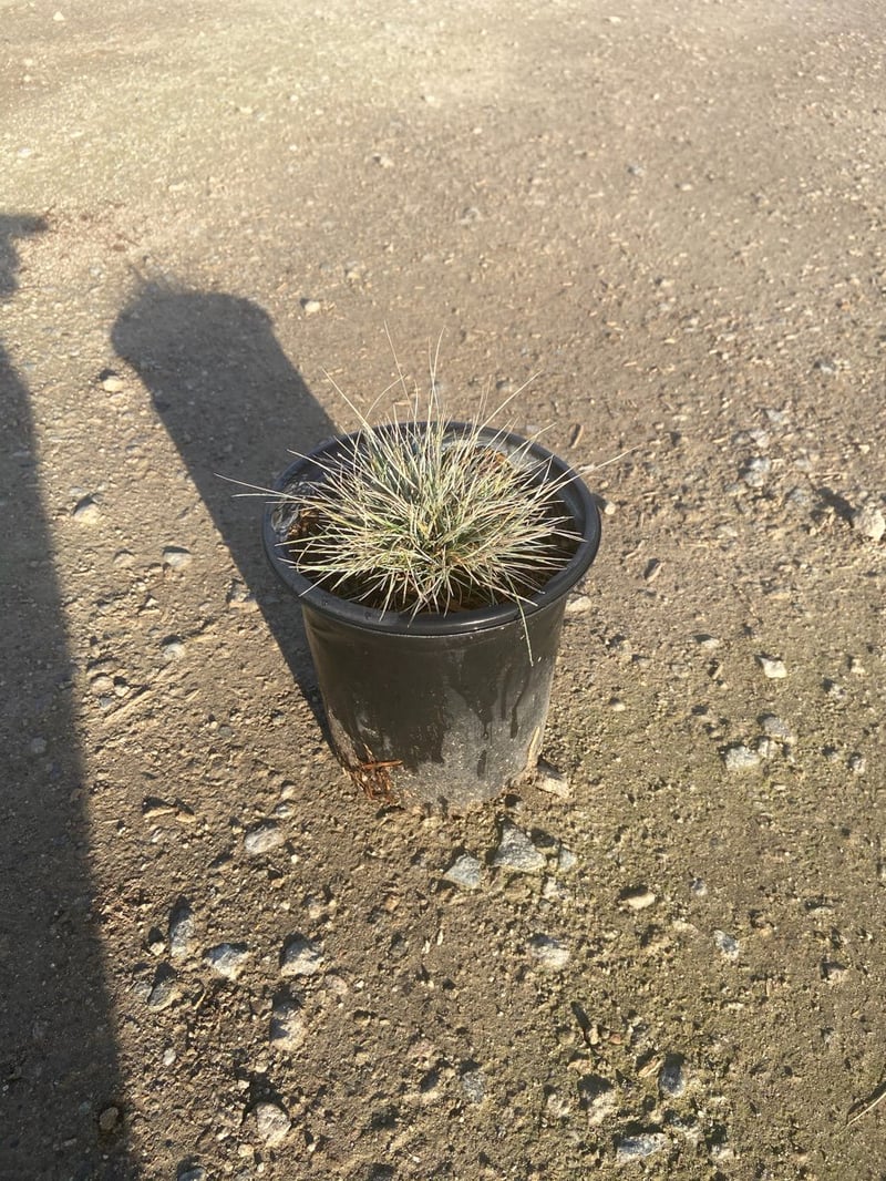 Photo for Festuca idahoense 'Siskiyou Blue' (Siskiyou Blue Fescue)