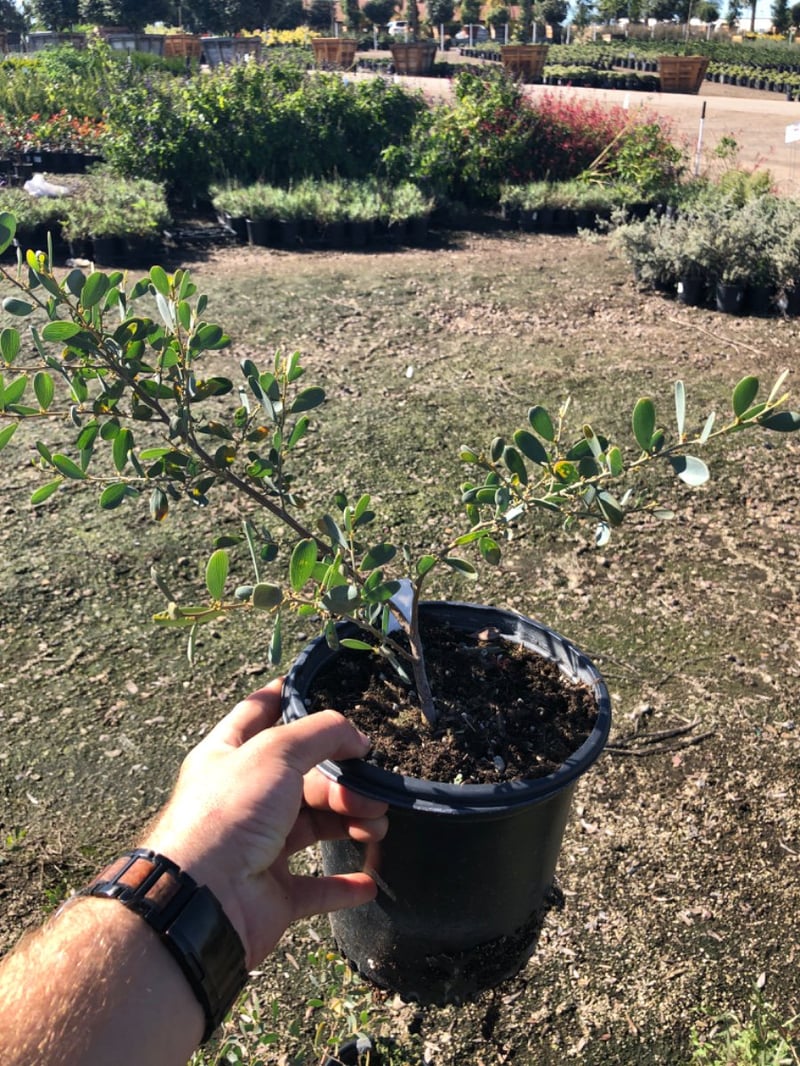 Photo for Acacia redolens 'Low Boy' (Prostrate Acacia)