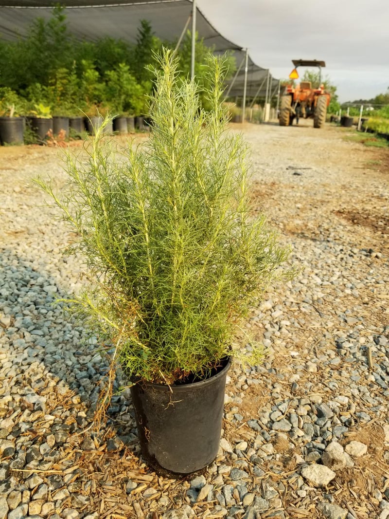 Photo for Artemisia californica (California Sagebrush)