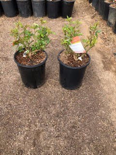Photo for Plumbago auriculata (Cape Plumbago)