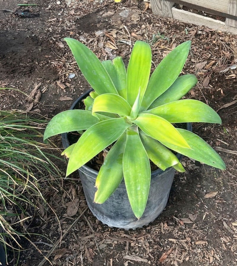 Photo for Agave attenuata (Fox Tail Agave)