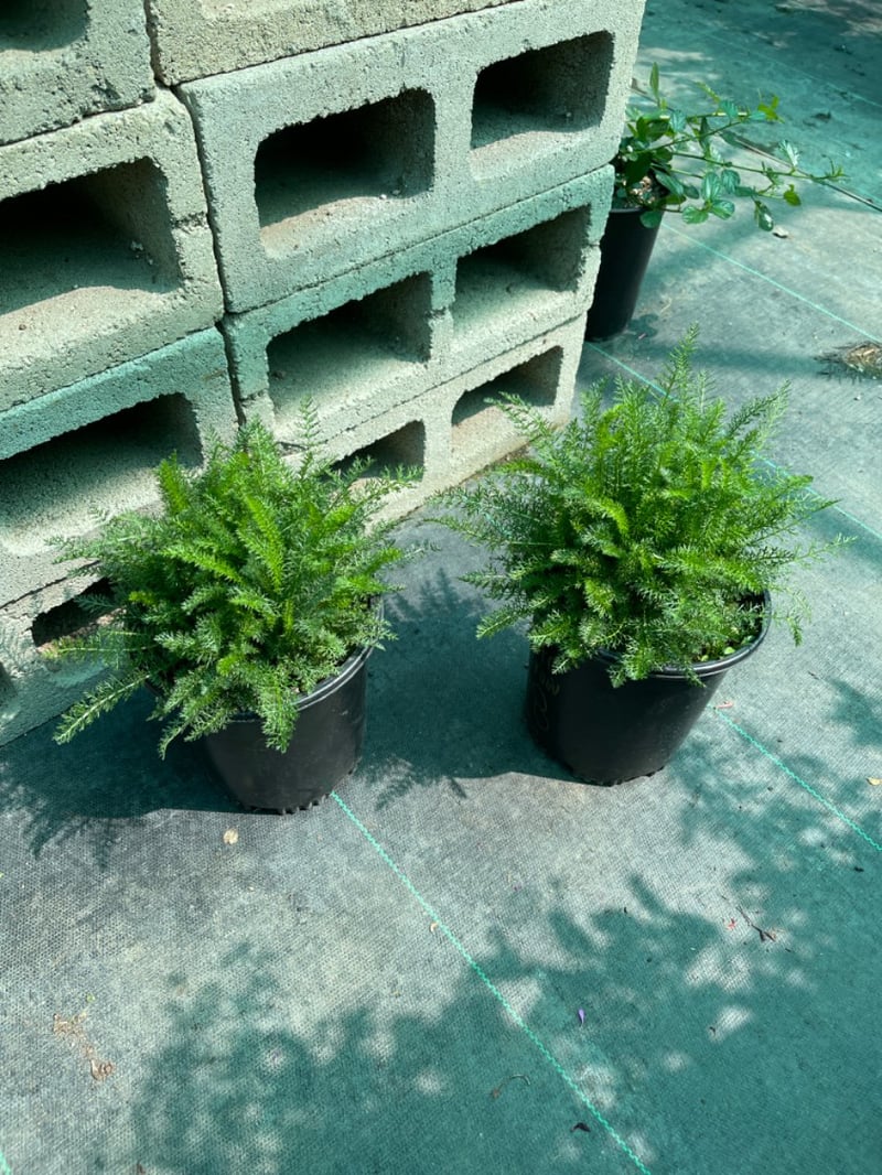 Photo for Achillea millefolium (Common Yarrow)