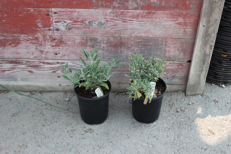 Photo for Salvia 'Bee's Bliss' (Creeping Sage, Bee's Bliss Sage)
