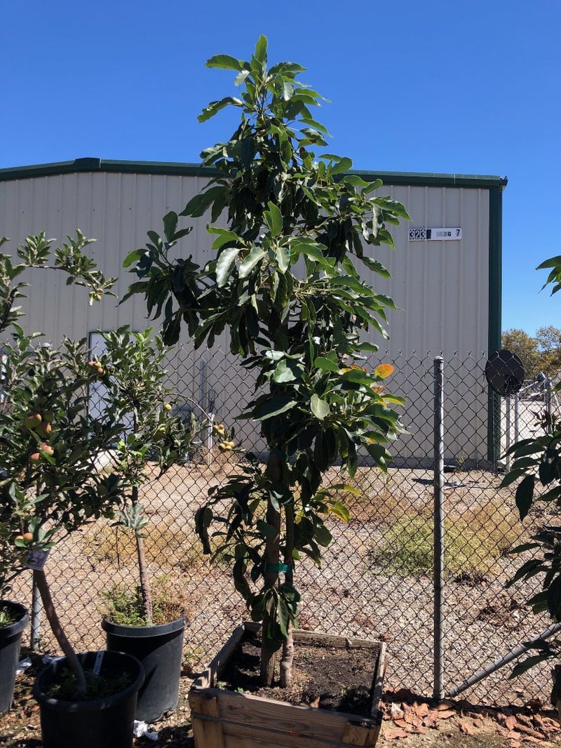 Photo for Persea americana 'Hass' (Hass Avocado)