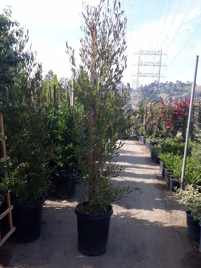 Photo for Dodonea viscosa (Hopseed Bush)