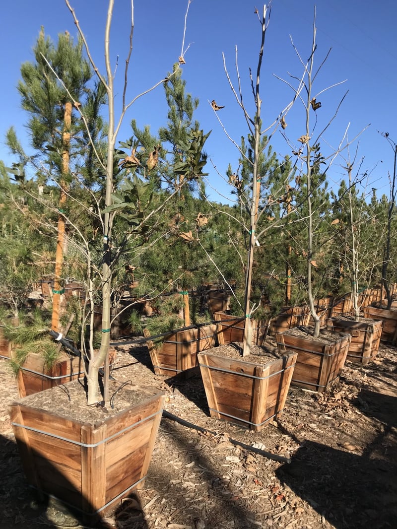 Photo for Platanus racemosa (California Sycamore)