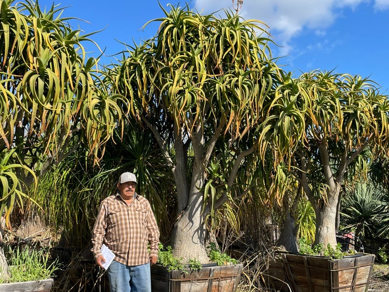 Photo for Aloe tongaensis (Medusa Tree Aloe)