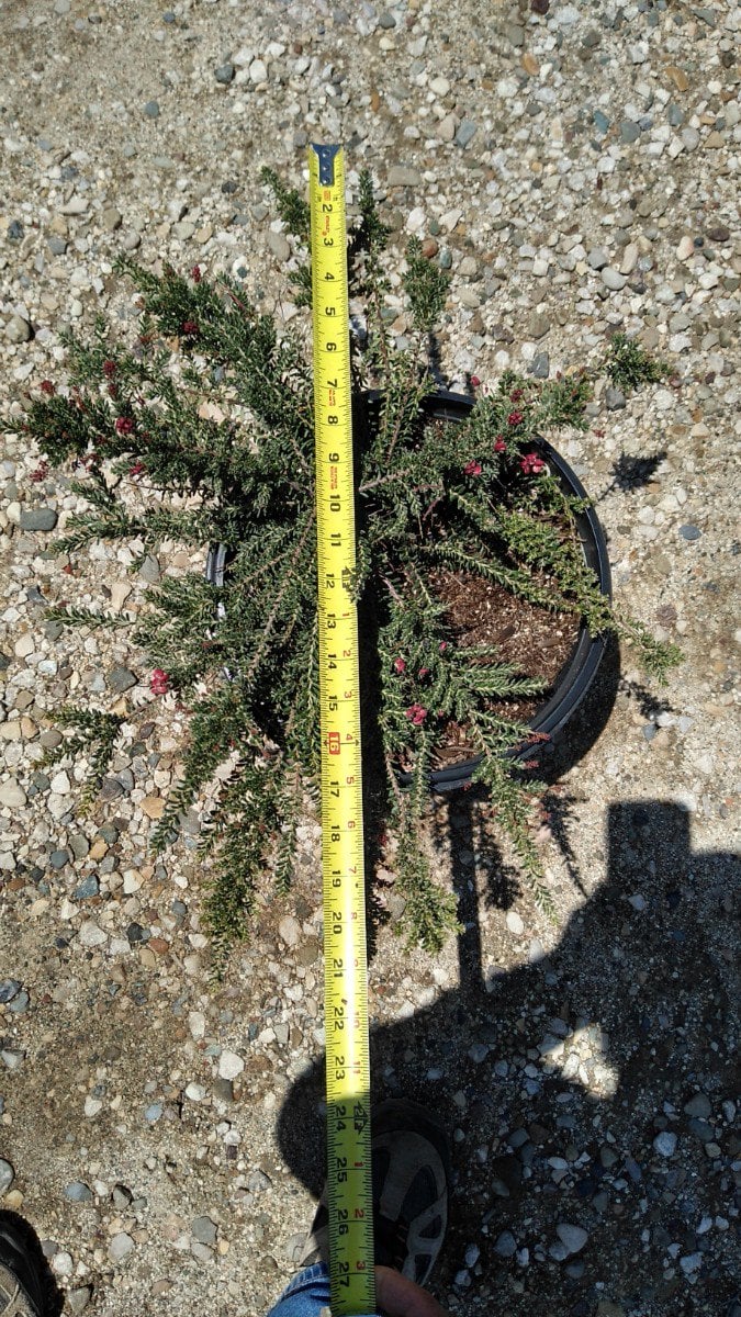 Photo for Grevillea lanigera 'Coastal Gem' (Costal Gem Grevillea)