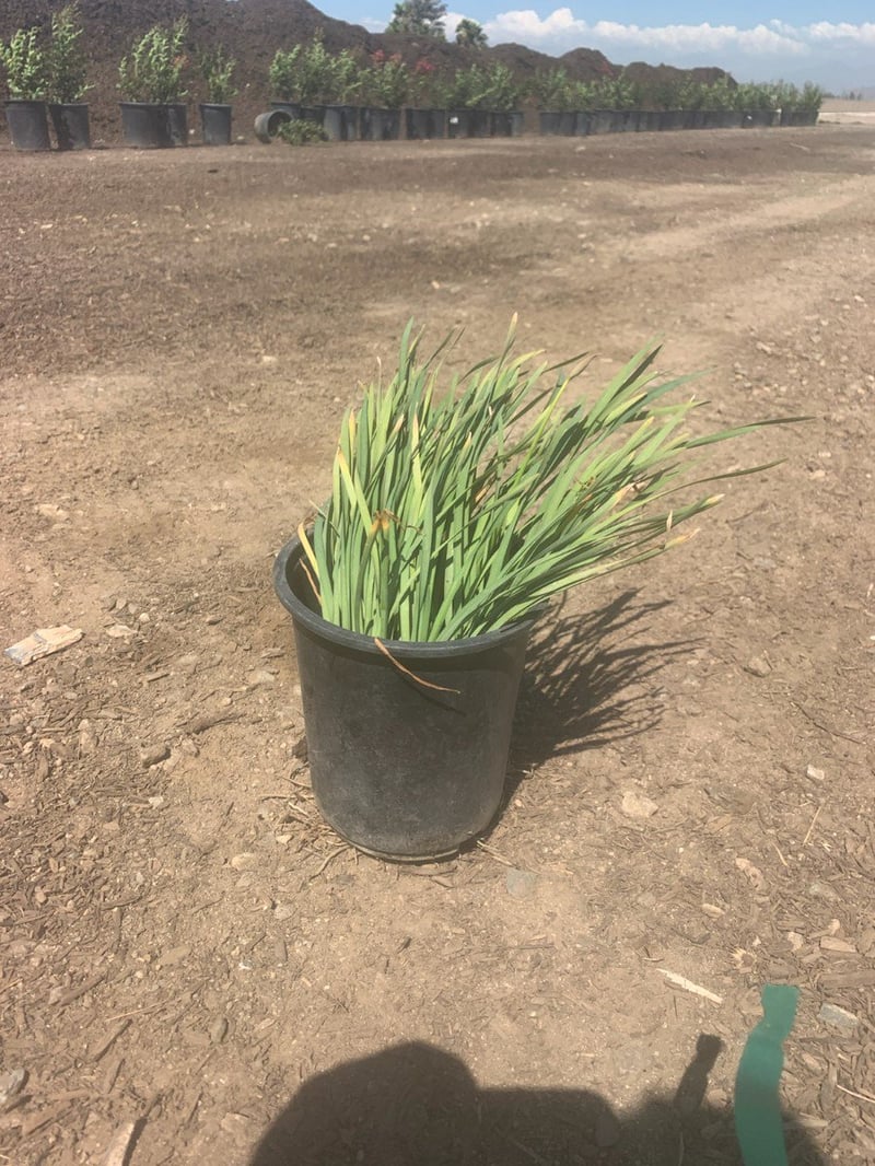 Photo for Tulbaghia violacea (Society Garlic)
