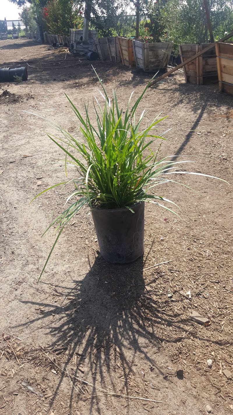 Photo for Liriope muscari 'Emerald Green' (Emerald Green Lily Turf)