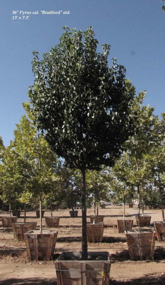 Photo for Pyrus calleryana (Standard) (Callery Pear)