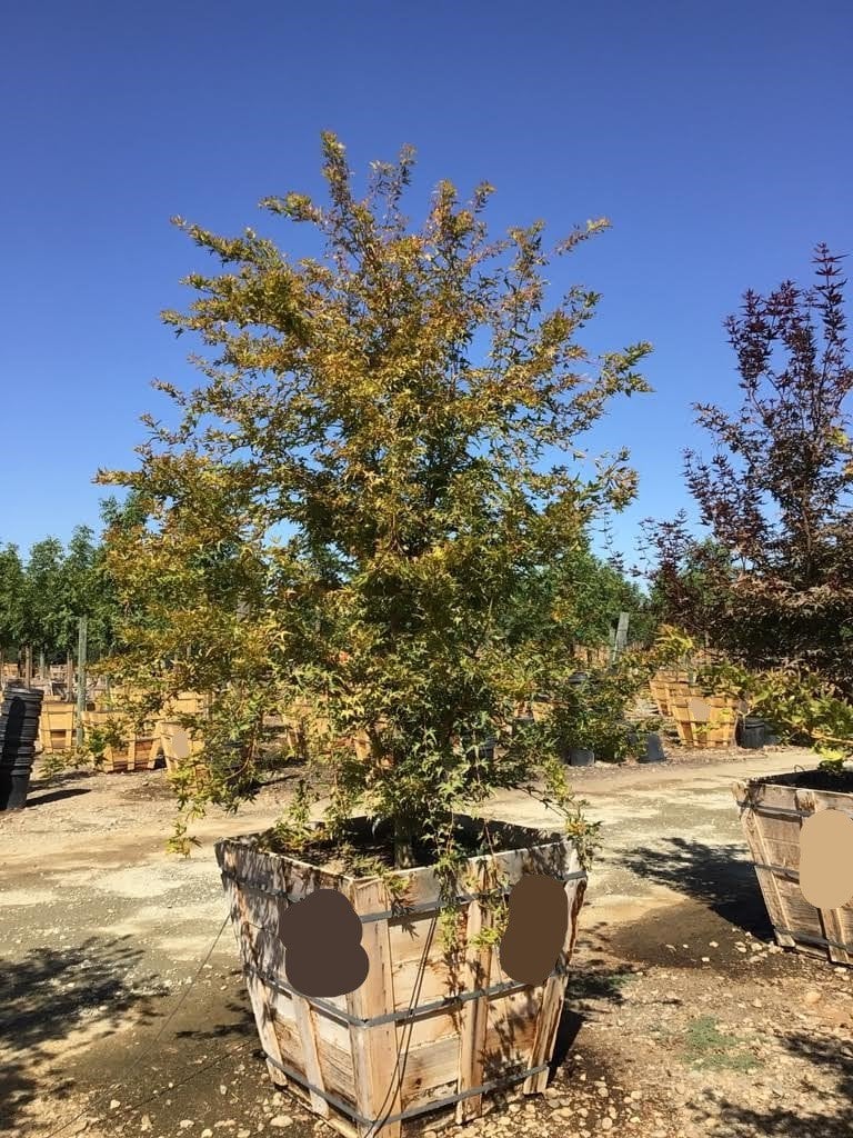 Photo for Acer palmatum 'Sango-kaku' (Sango-Kaku Japanese Maple)