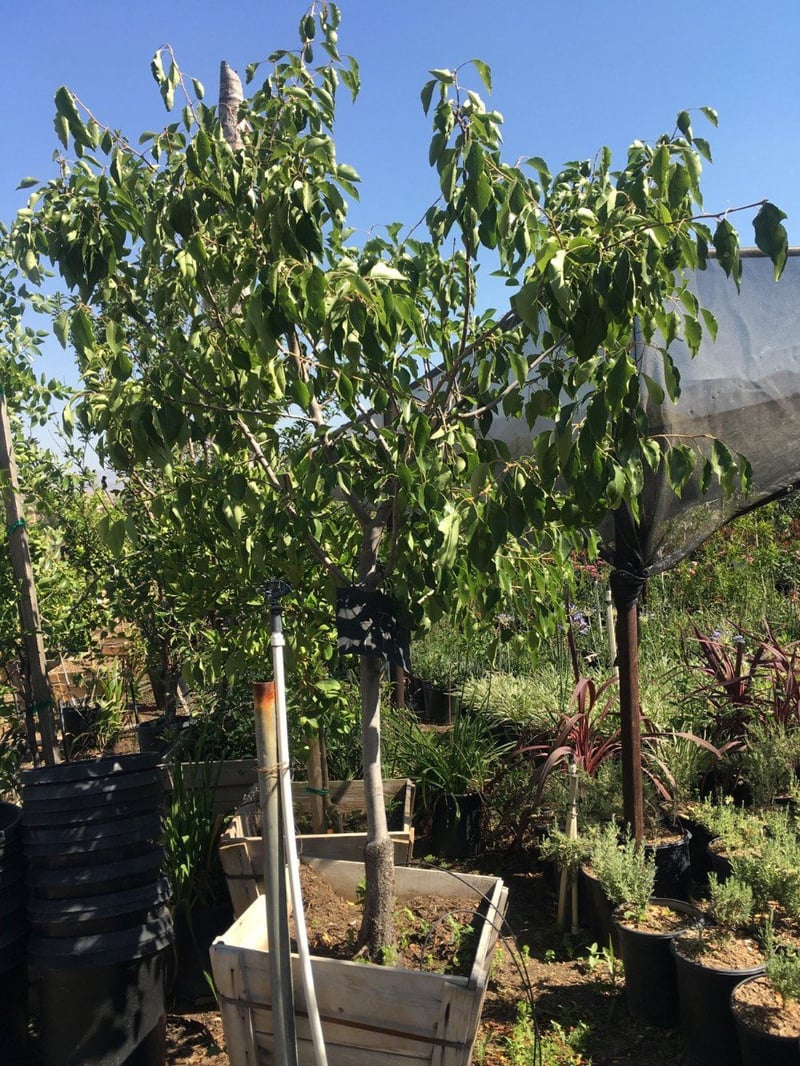 Photo for Pyrus communis (any variety) (Fruiting Pear Tree)