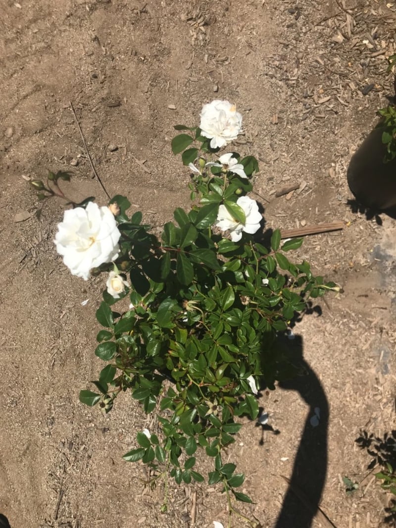 Photo for Rosa acicularis 'Iceberg' (Iceberg Rose)