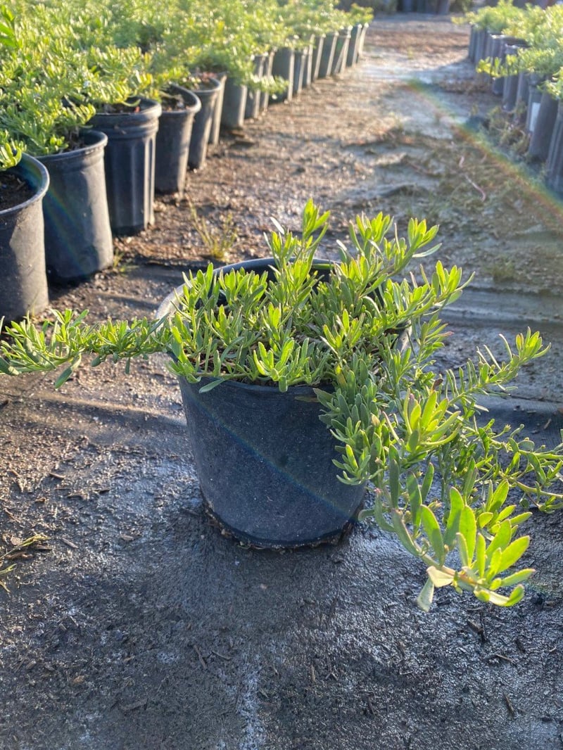 Photo for Myoporum parvifolium (Creeping Myoporum)