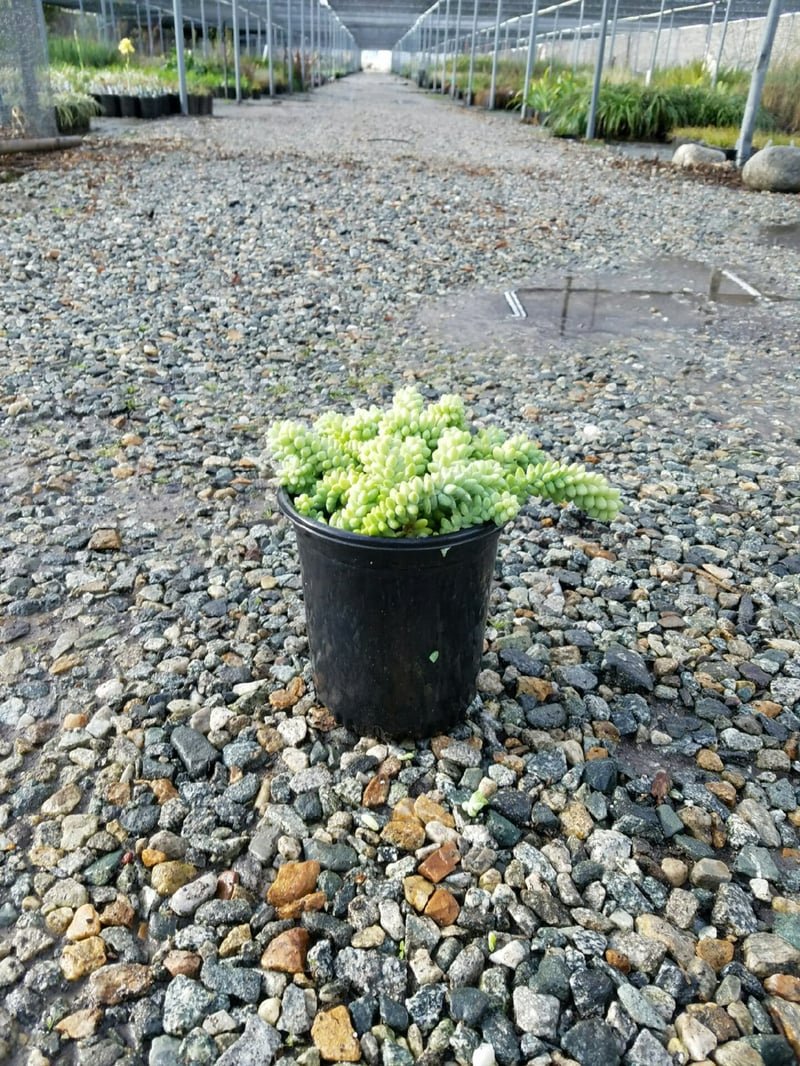 Photo for Sedum morganianum (Donkey's Tail)