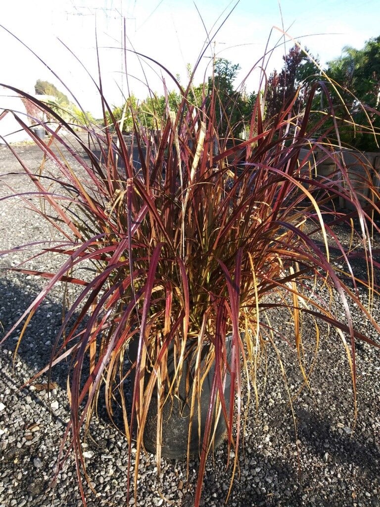 Photo for Pennisetum setaceum 'Rubrum' (Purple Fountain Grass)