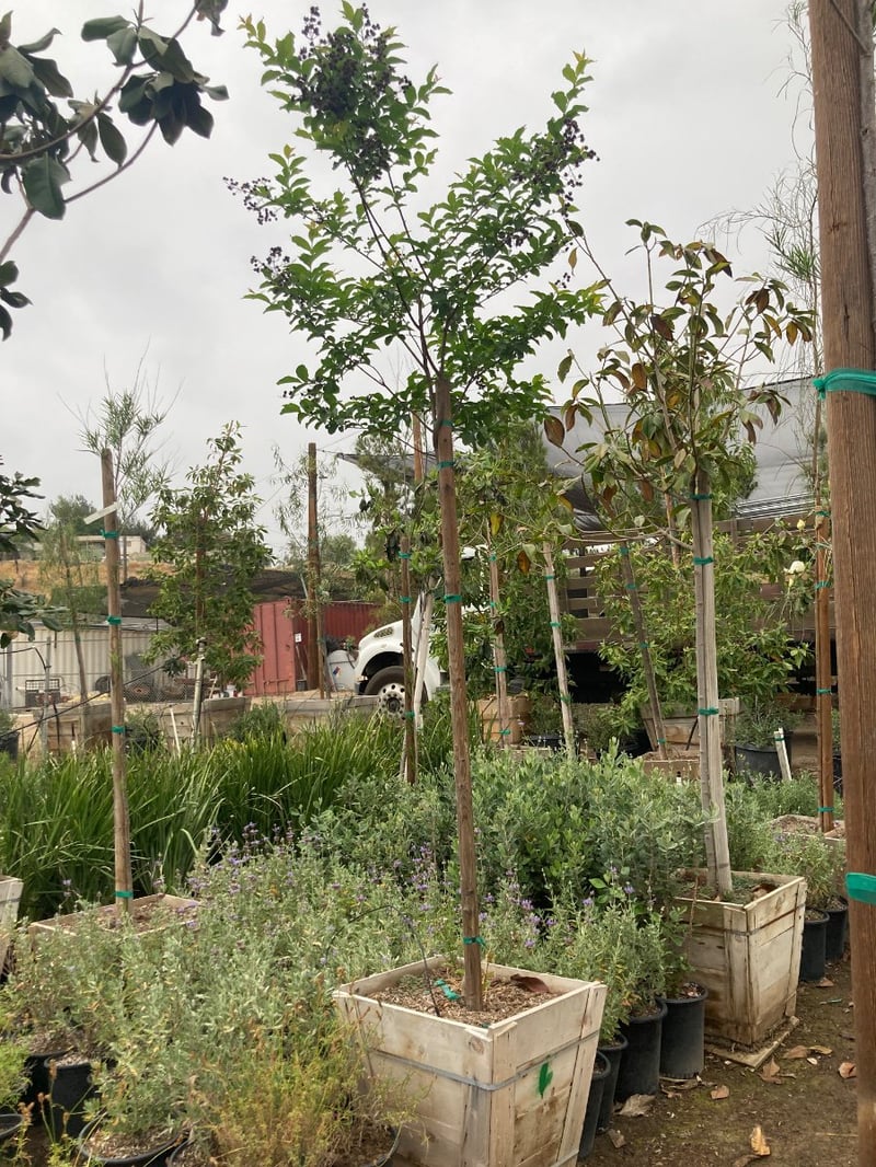Photo for Lagerstroemia indica x fauriei 'Muskogee' (Standard) (Muskogee Crape Myrtle)